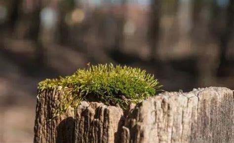 苔蘚澆水|苔蘚怎麼澆水？靠手感！什麼樣的手感才是給苔蘚澆水的最佳時。